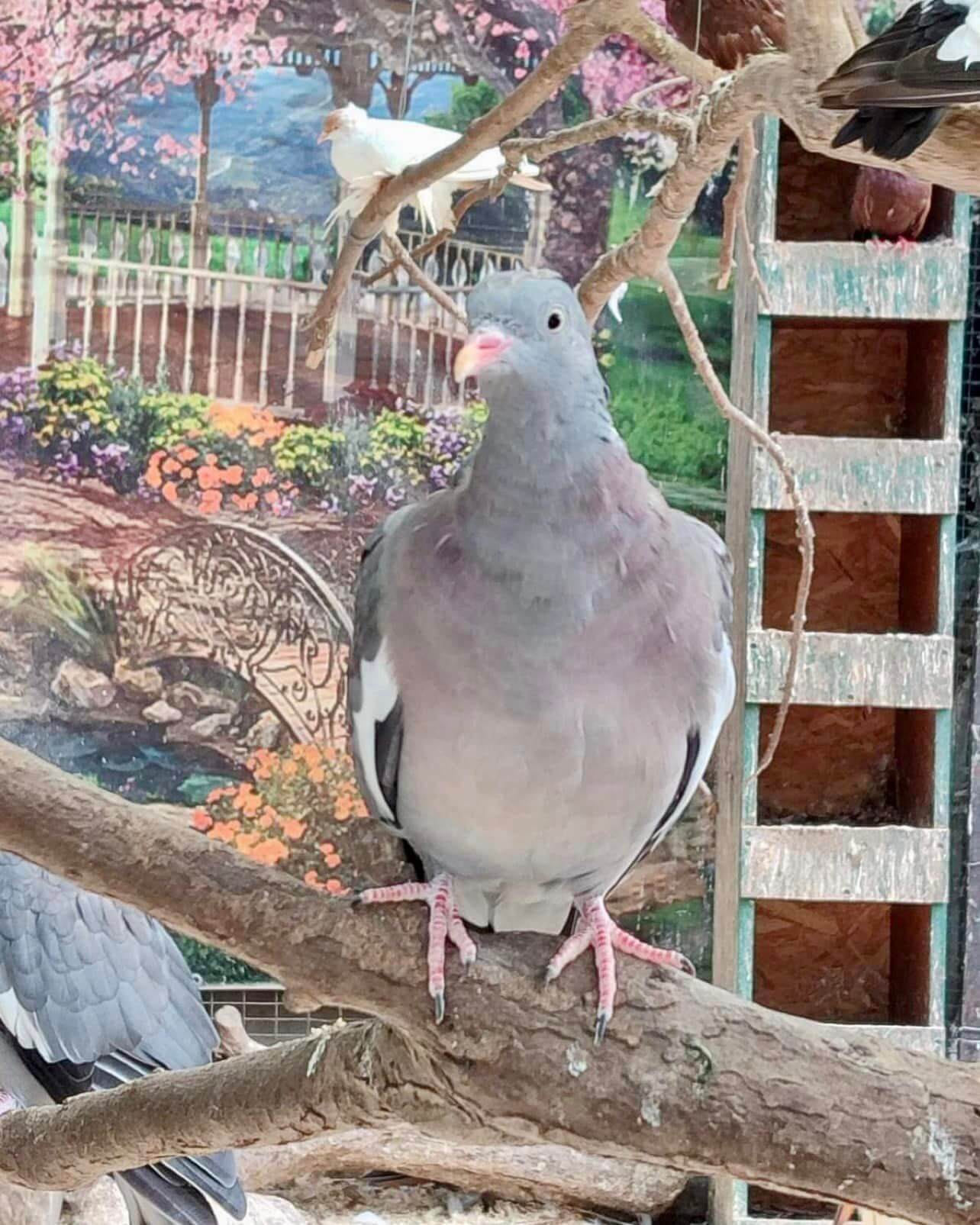 Injured Pigeon Rescued and Prepared for Spring Release