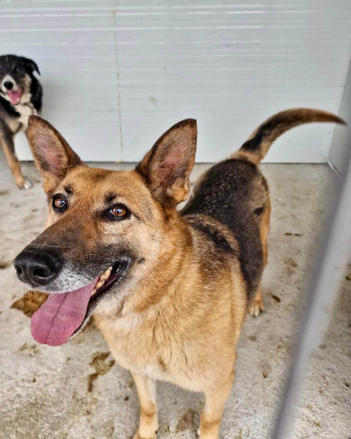 Resilient Lura: From Shelter Life to a Loving Family Search