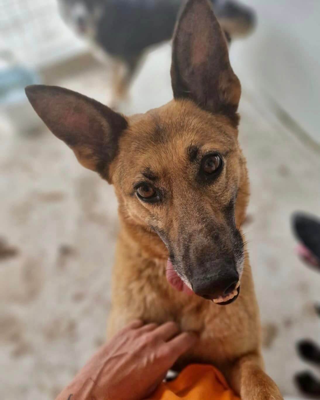 Resilient Lura: From Shelter Life to a Loving Family Search