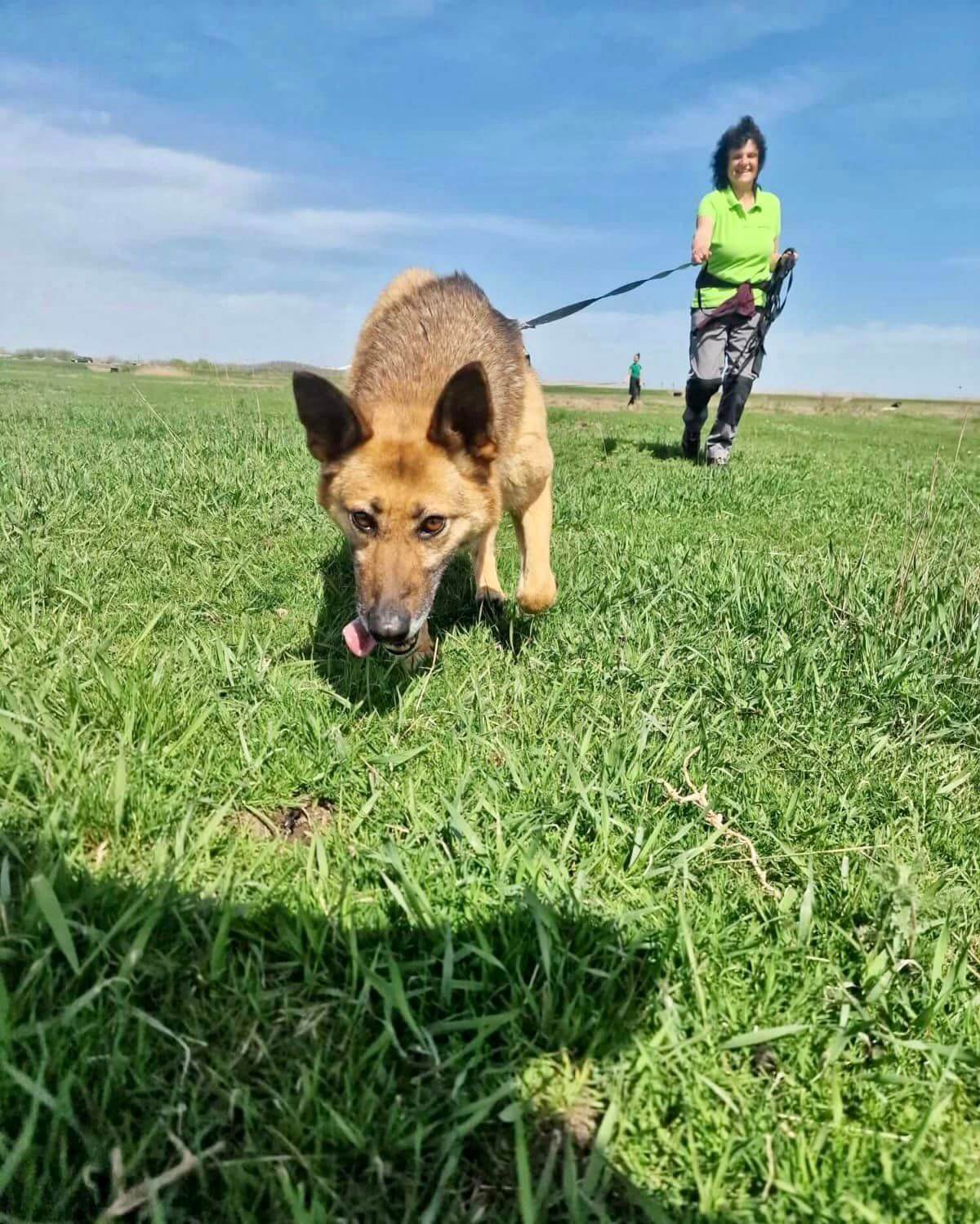 Resilient Lura: From Shelter Life to a Loving Family Search