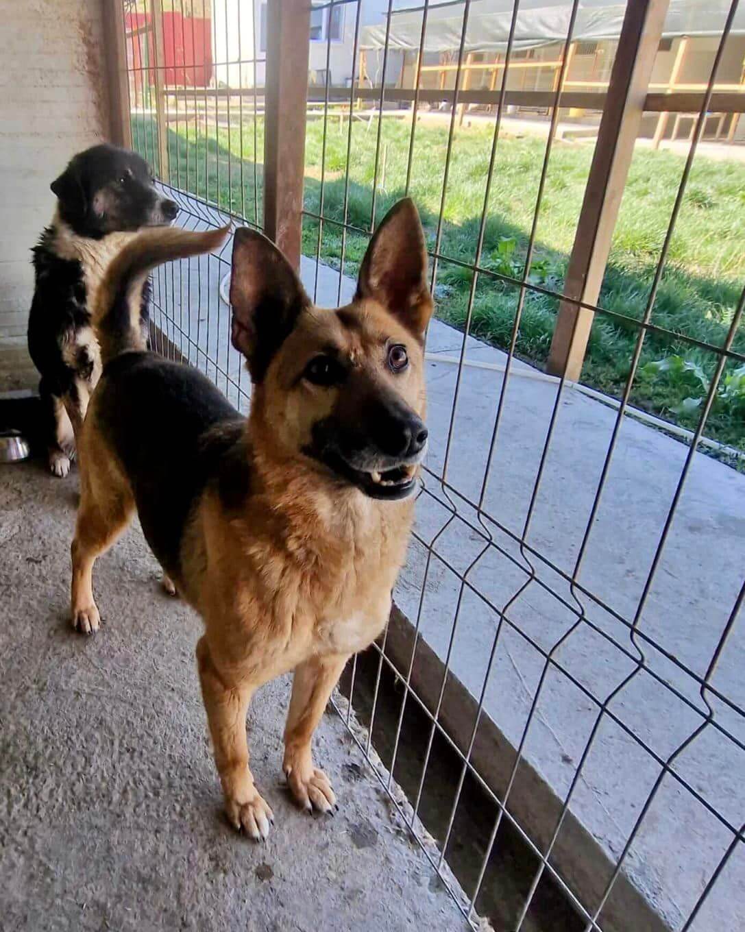 Resilient Lura: From Shelter Life to a Loving Family Search