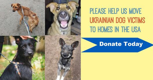 Urgent Appeal: Help Us Bring 5 Dogs to Their Forever Homes!