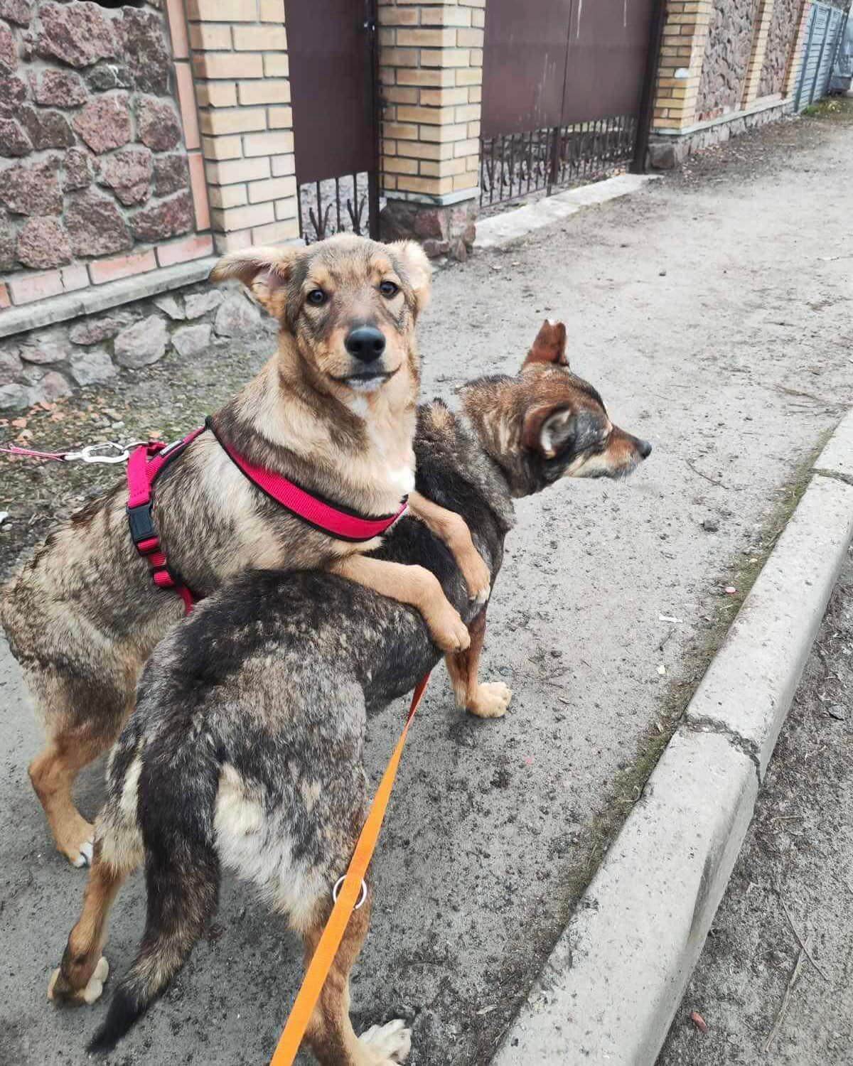 Canine Companions: Laska and Brenda's War-Torn Homecoming