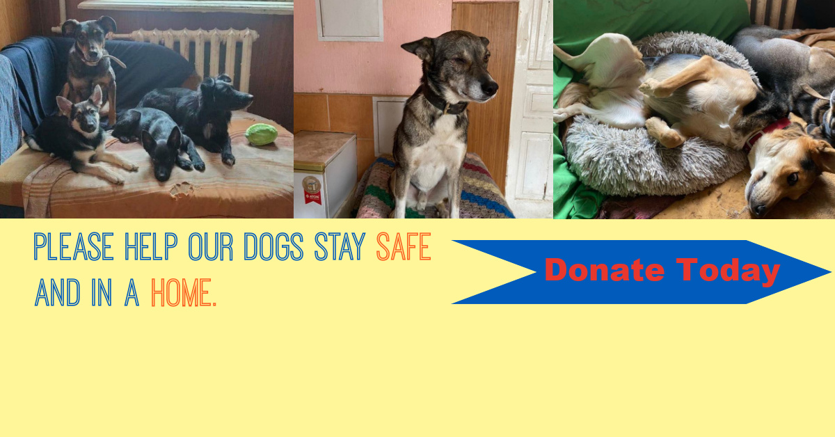 Support Our Shelter: Urgent Fundraiser for Animal Safety