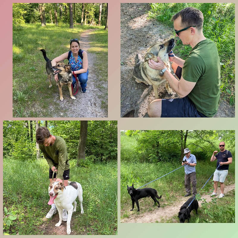 Heartfelt Thanks to Our Amazing Shelter Volunteers - Transform A Street Dog