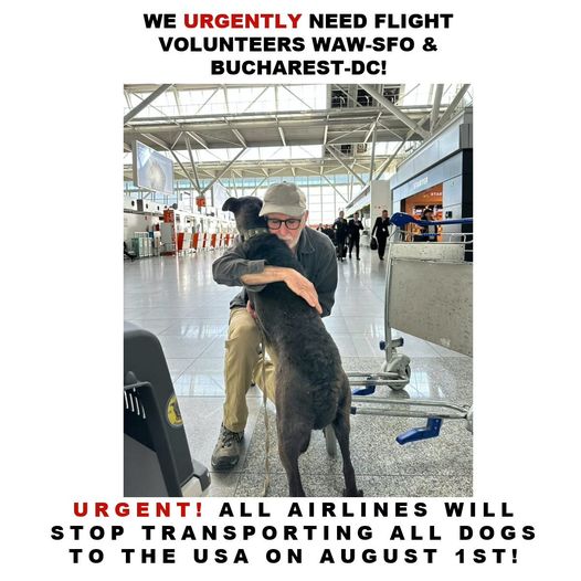 Urgent: Flight Volunteers Needed to Save Three Dogs!