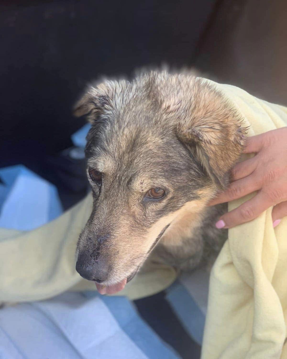 Rescued Senior Dog on the Road to Recovery: How You Can Help