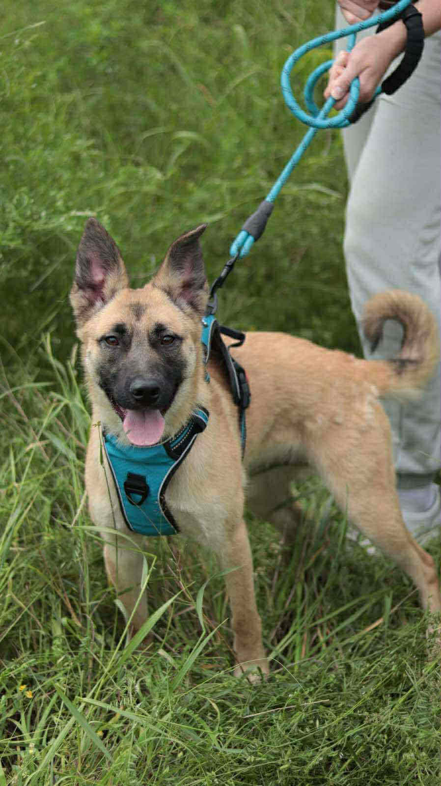 Elli