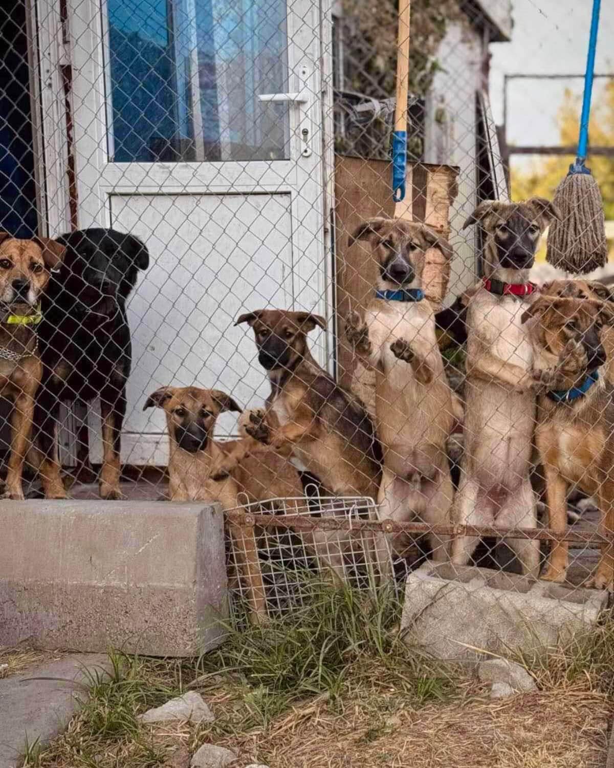 Help Rescue Dogs in Ukraine: Adopt, Donate, or Share