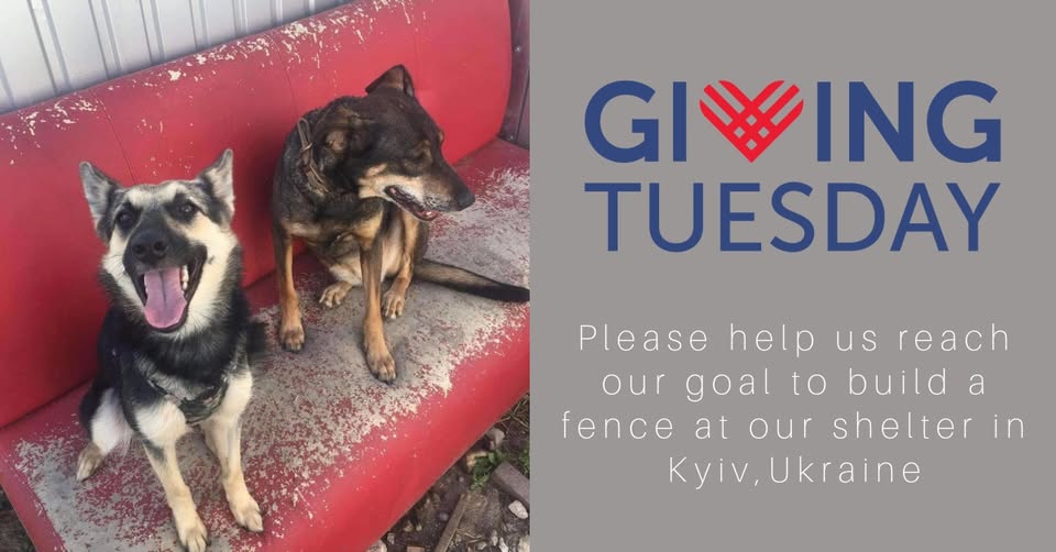 Build a Safe Space for Kyiv Shelter Dogs This Giving Tuesday