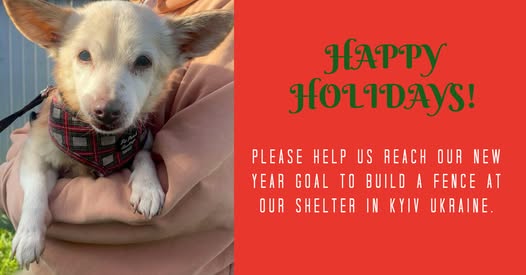 Last Chance to Help Rescue Dogs Feel Safe and Loved!