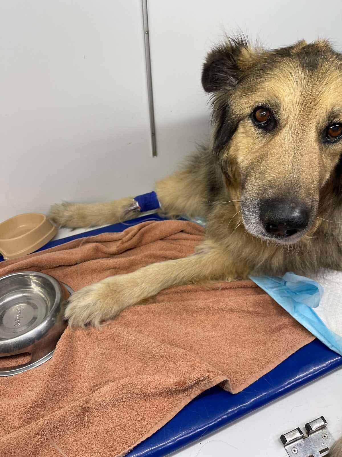 Support Baloo’s Recovery: Urgent Care Needed