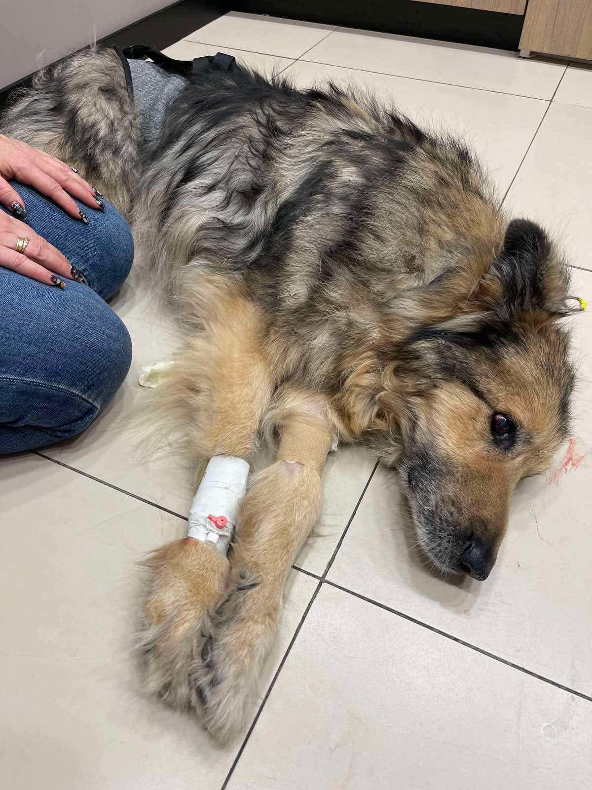 Urgent Help Needed to Save Baloo