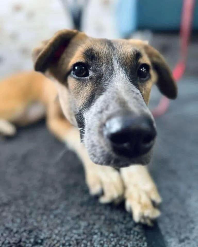 Piksa’s Journey: From the Streets to a Loving Forever Home