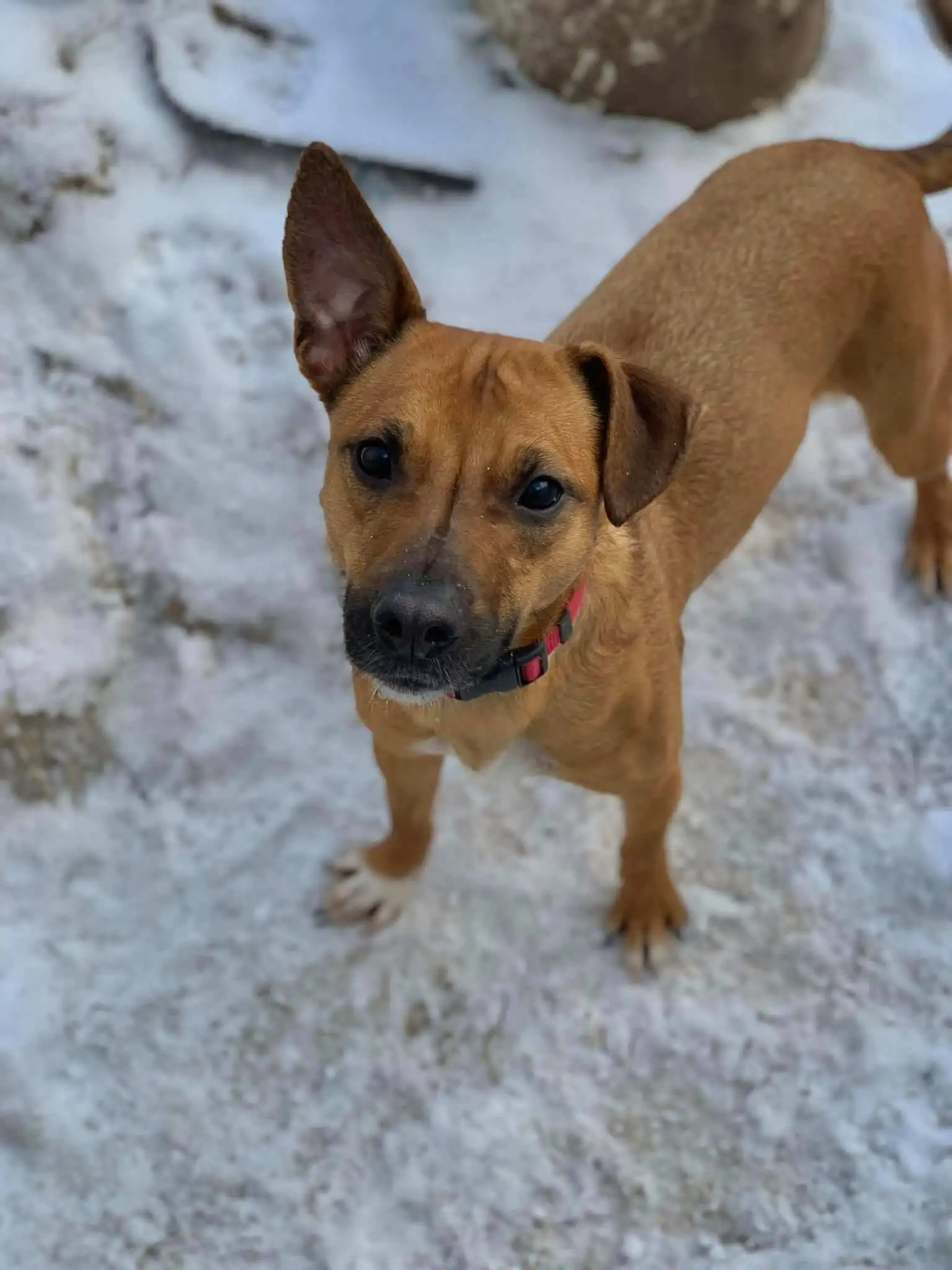 Kleopatra – a sweet and playful dog looking for a home