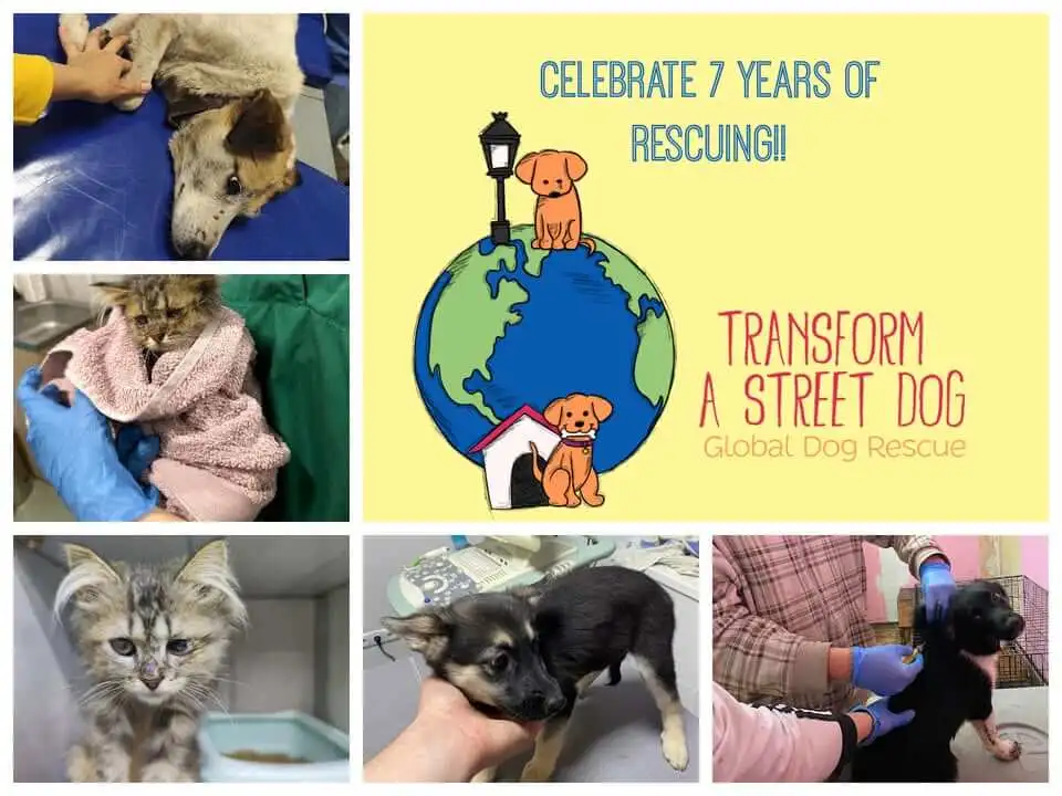 Help Us Celebrate 7 Years of Rescuing Animals!