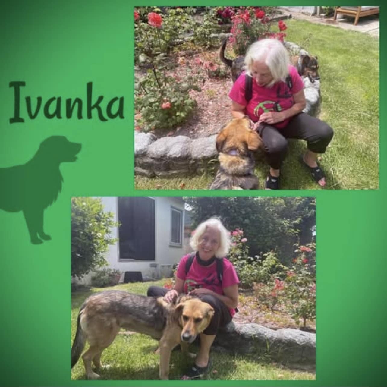 Ivanka’s Journey: A Street Dog’s Path to a Loving Home