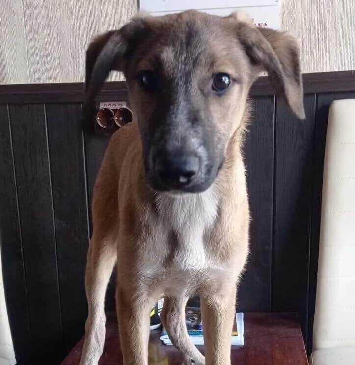 Three Puppies, One Dream: A Home Full of Love