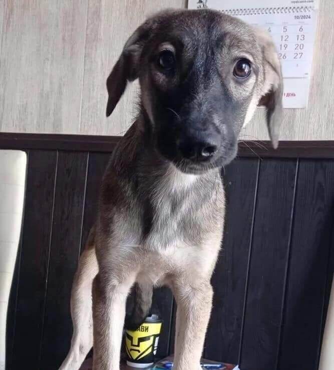 Street dog puppies Elie, Mrija & Rafik seek homes