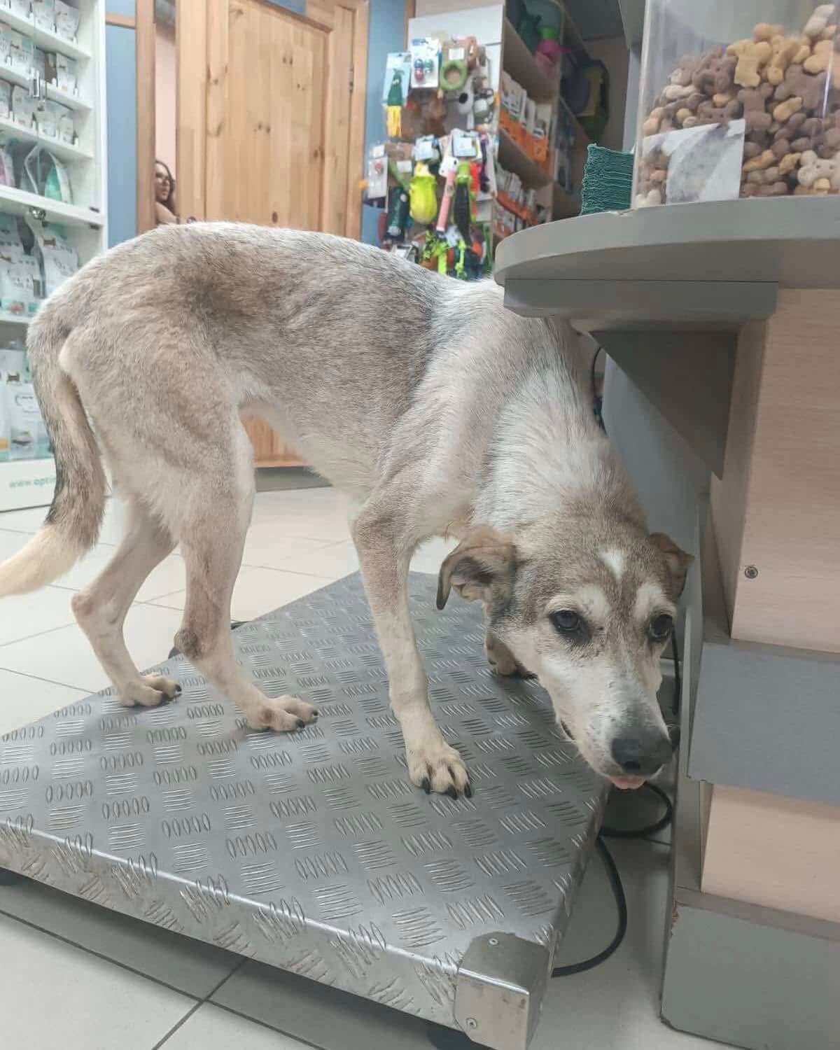 Help Sweet Myshka Fight Kidney Failure