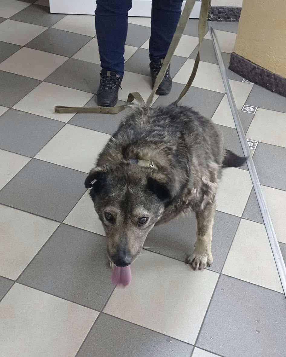 Help Rescue Street Dog Druzjok Walk Again