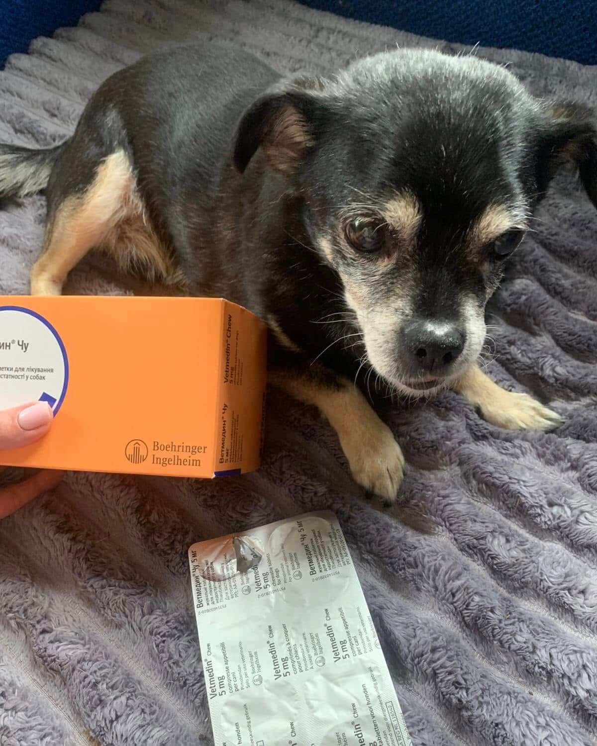 Support Rescue Street Dogs Like Vaze
