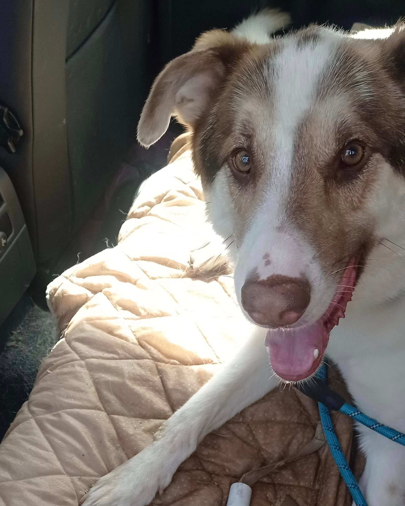 Street Dog Adoption Starts with a Healthy Smile