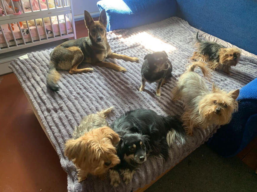 How Your Help Supports Rescue Street Dogs with Yulia
