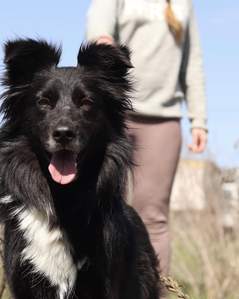 Adopt a Street Dog Like Blanka — Brave Heart, Gentle Sou