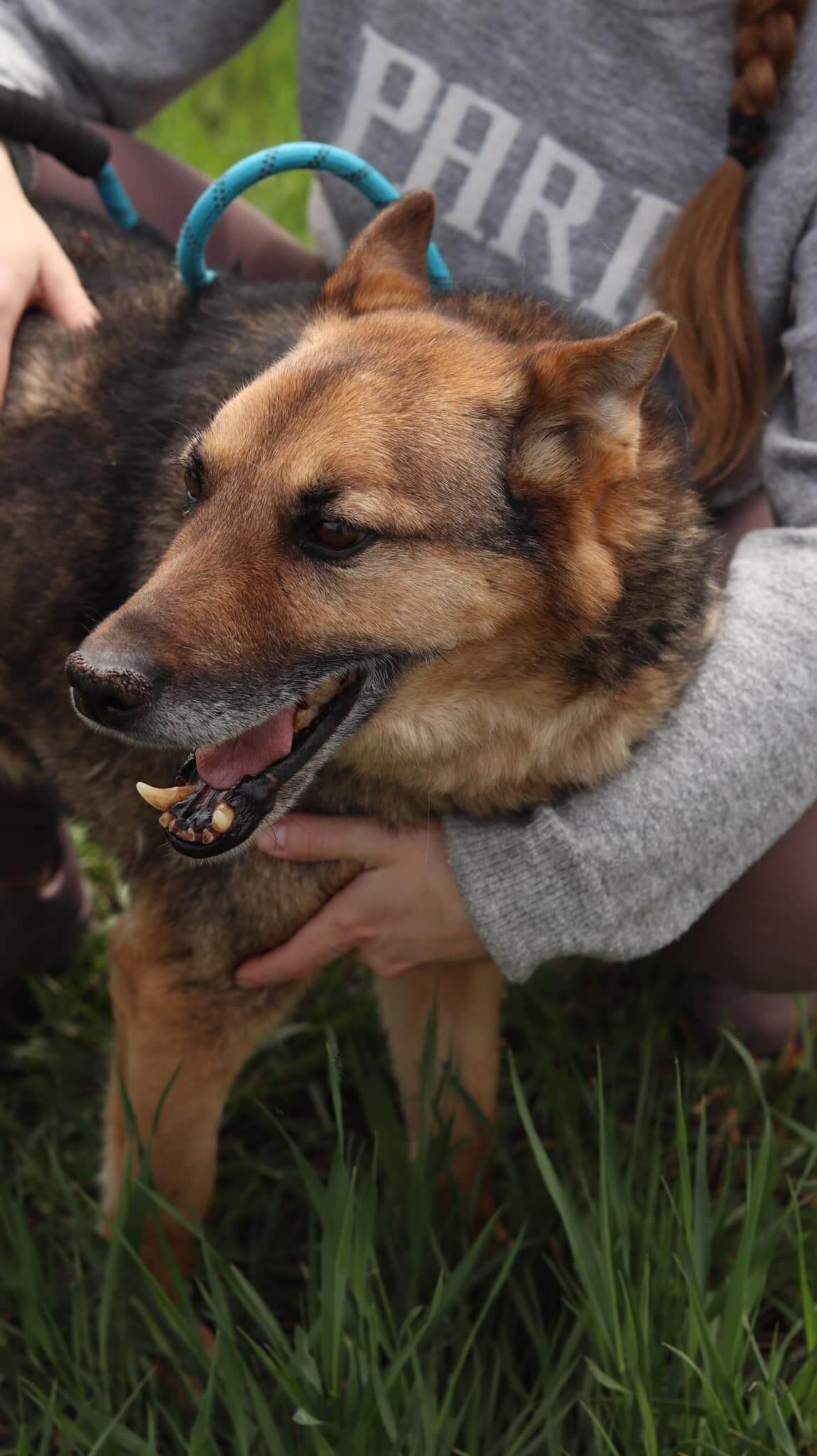 Street dog adoption: Meet loyal and gentle Diego!