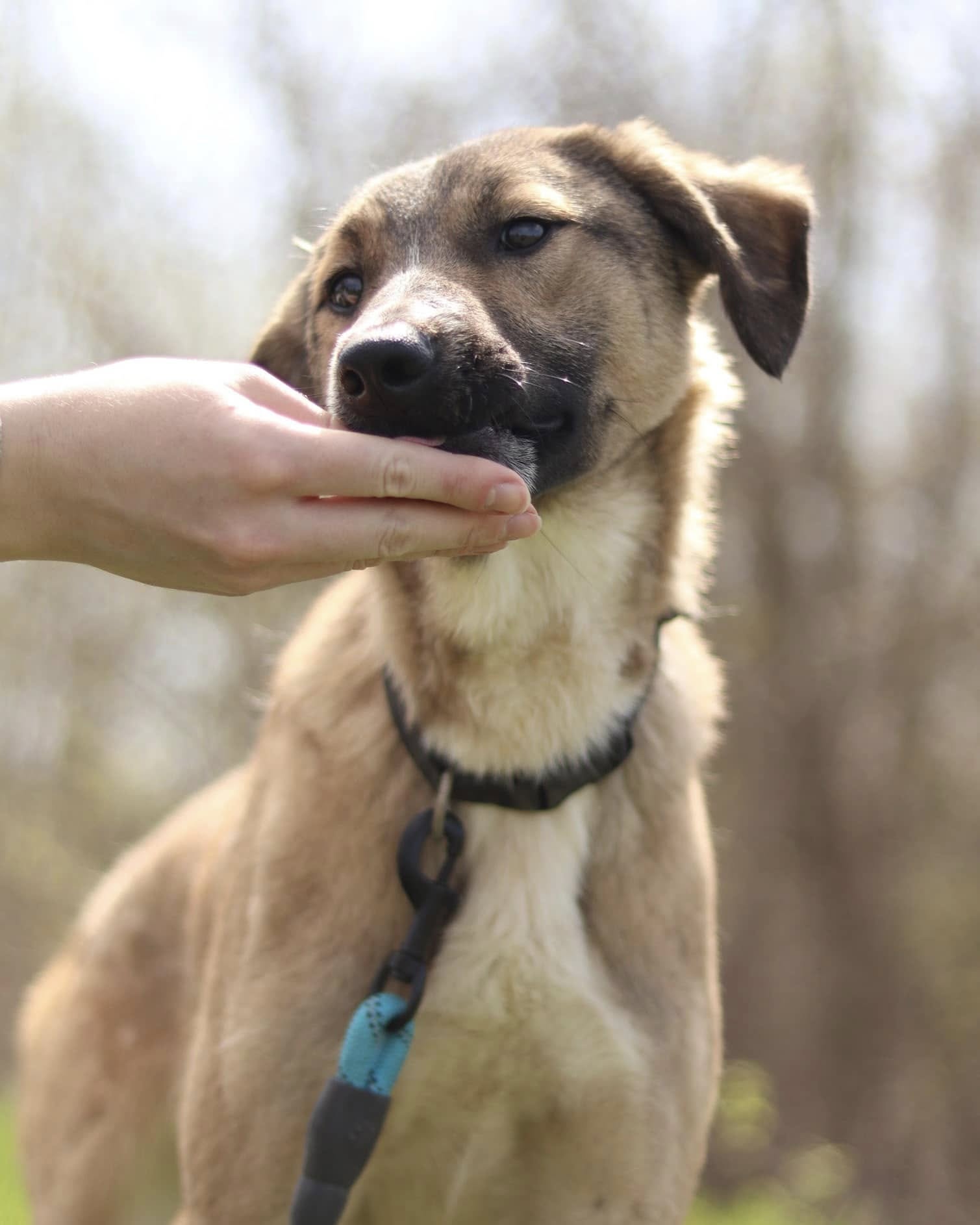 Adopt a street dog: Meet sweet and gentle Rafik!