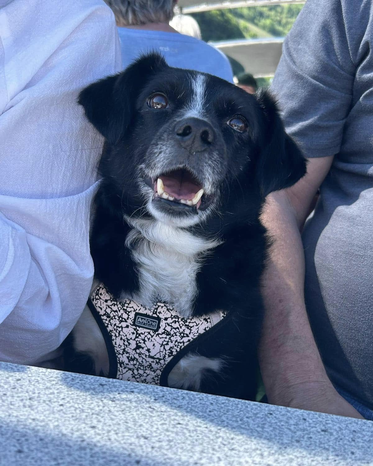 Transform dog: Vishuddah's journey from pain to joy