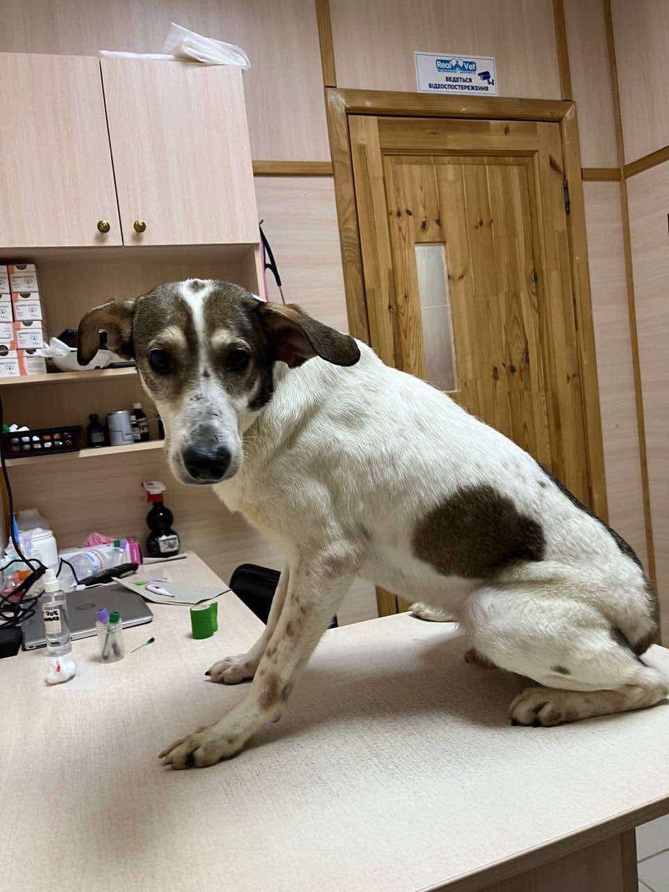 Donate to help animals like Ray and Djak