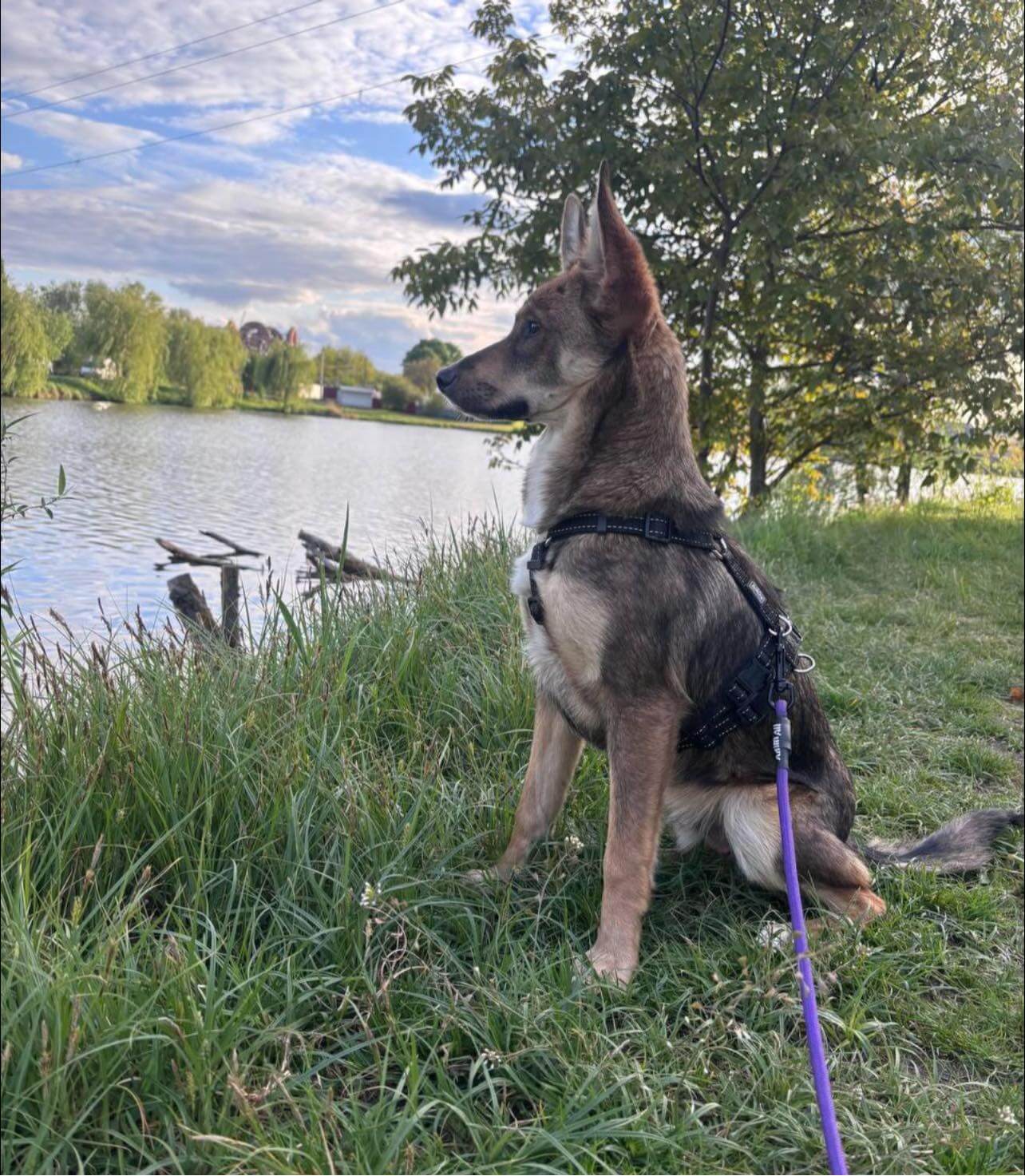Rescue dog recovery: Lys is healing after heart attack