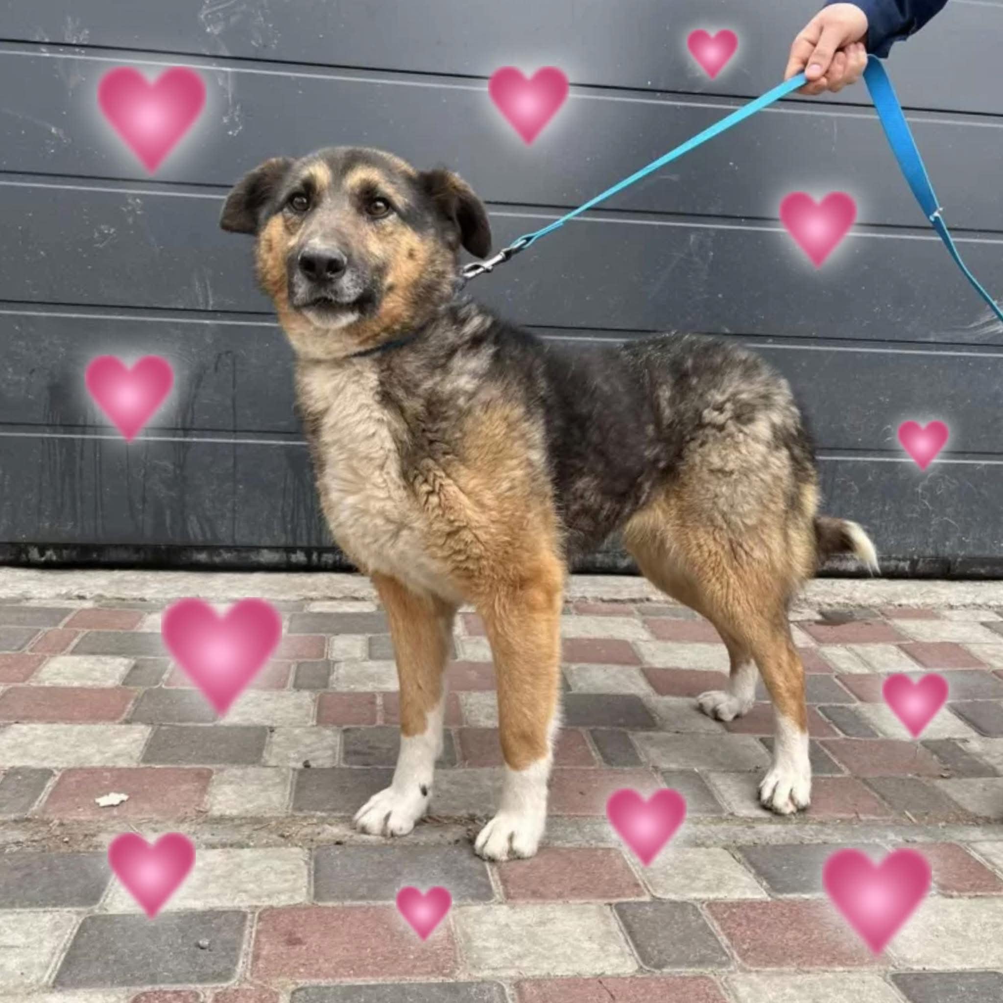 War rescue dog Zoja is ready for her forever home