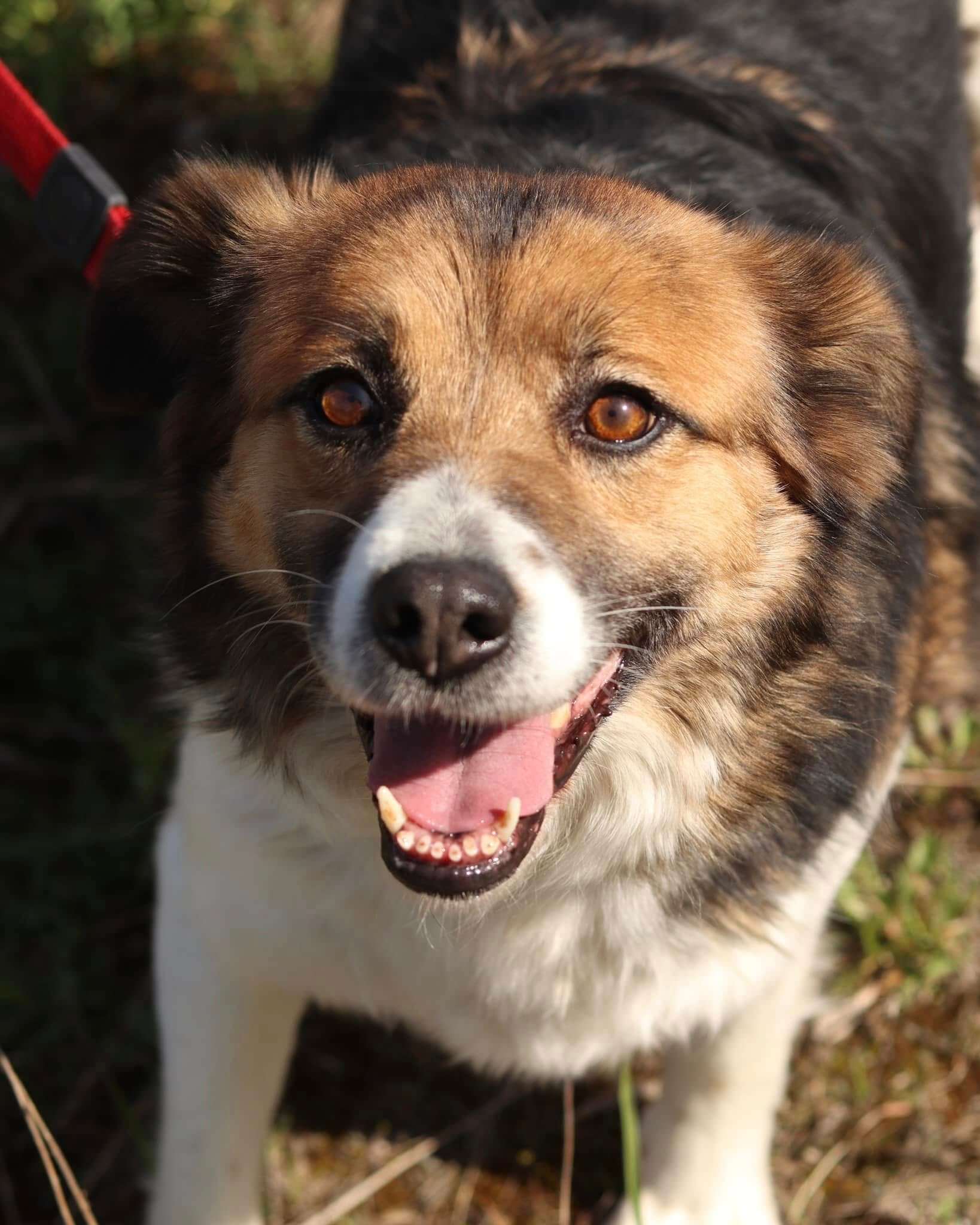 Dakota — A Special Dog for a Peaceful Home Looking for Love