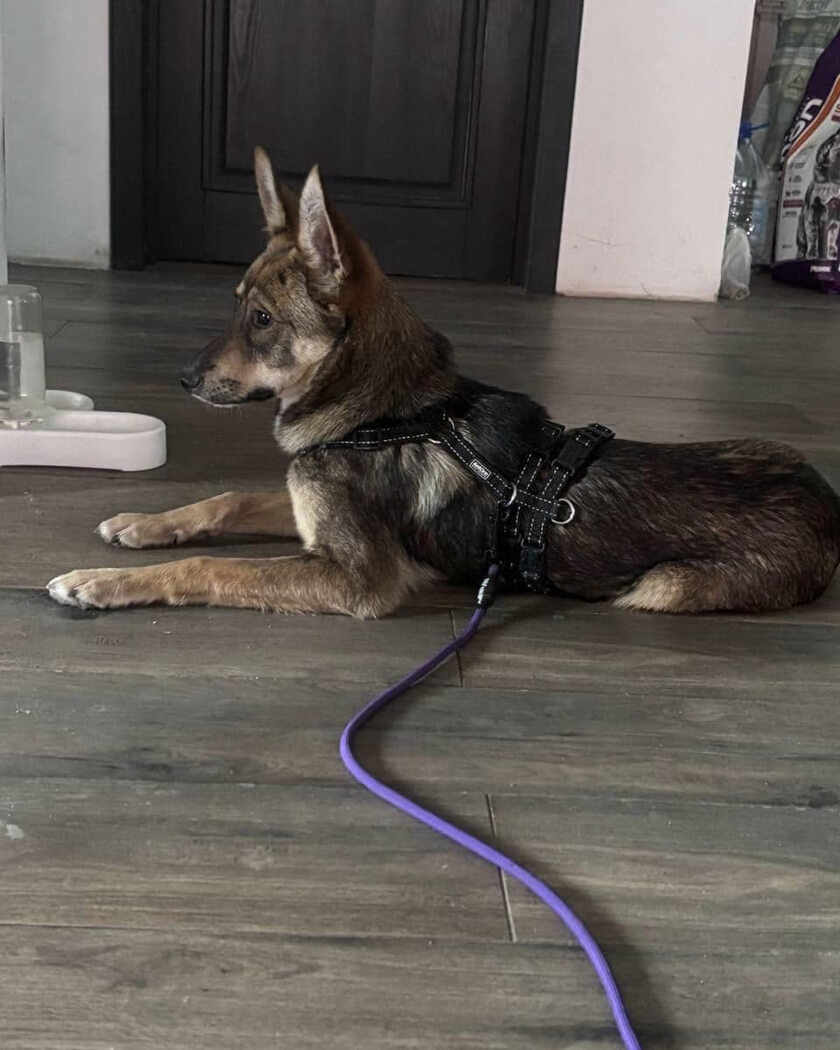 Help Lys Reach His Home Through Adoption in Netherlands