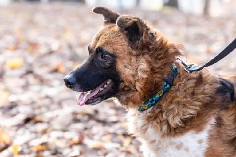 Meet Lys — A Gentle Dog Searching for a Quiet Home