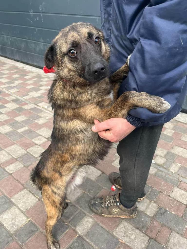 Tigryk Is Ready to Love and Be Loved