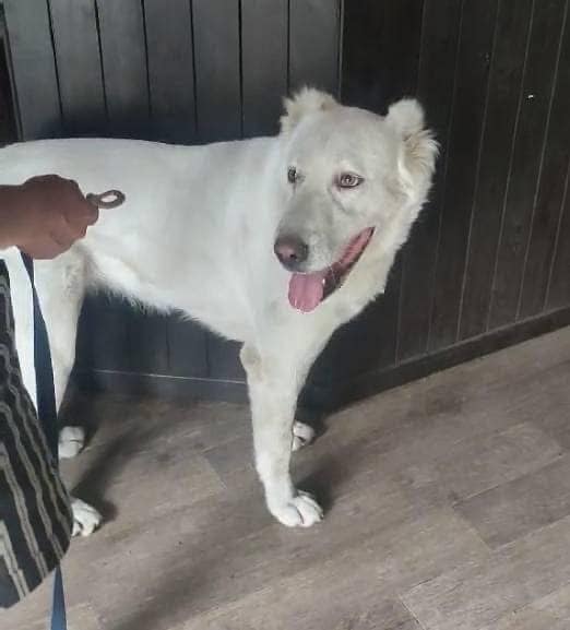 Sponsor Terra — Help a Wounded Alabai Find Peace and Trust