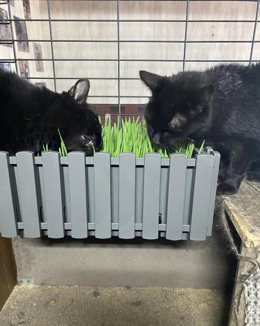Cat Grass Mission: Growing Treats for Our Picky Shelter Cats
