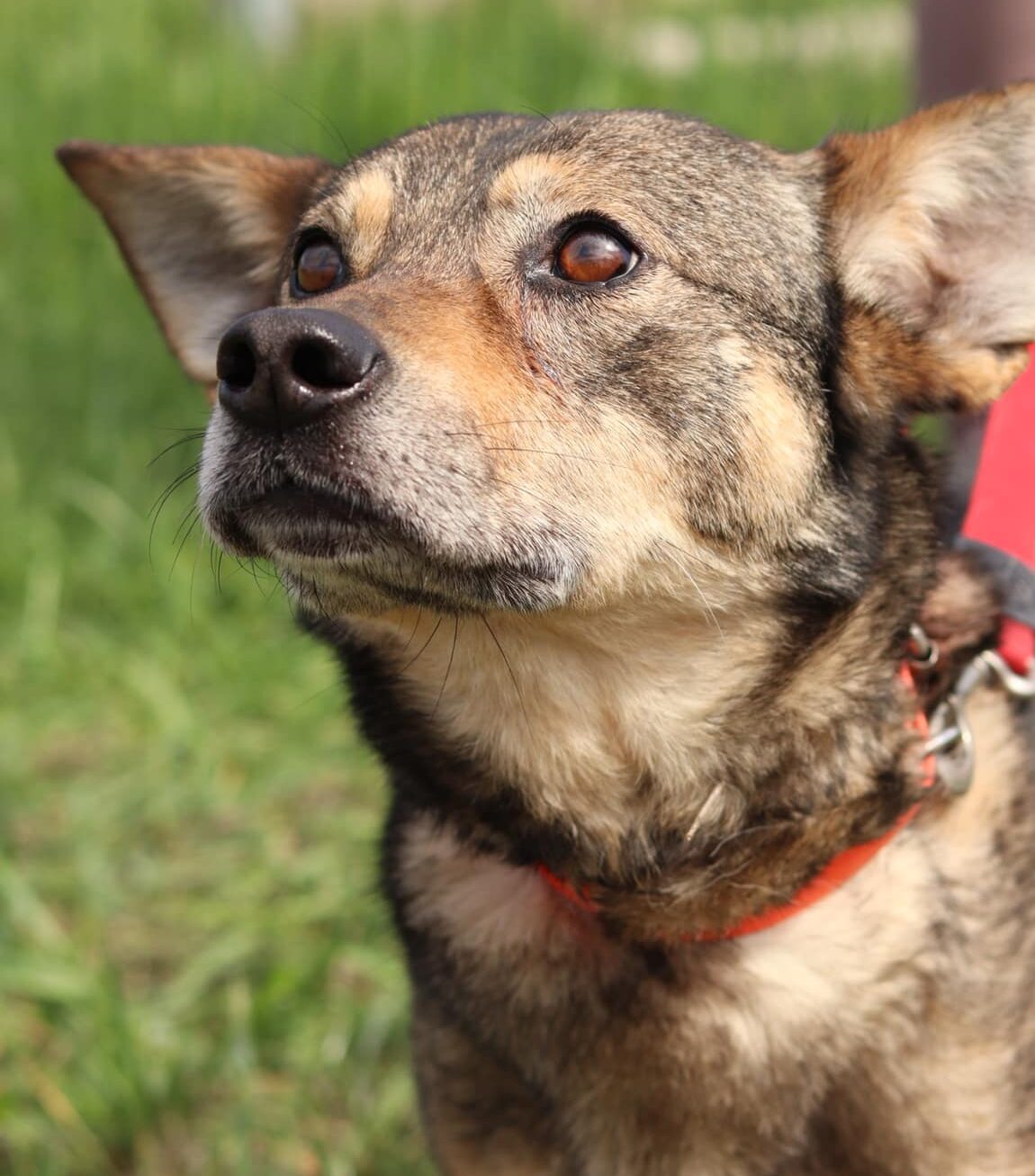 Adopt Laska: A Loving Dog Searching for Her Forever Family