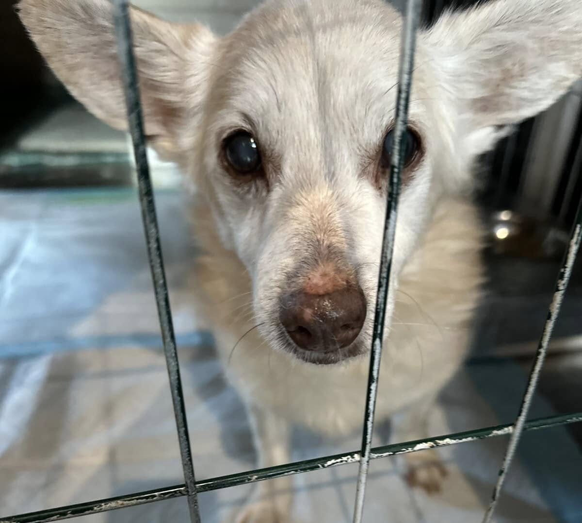 Sponsor Kraken: Help This Brave Little Survivor Find Peace