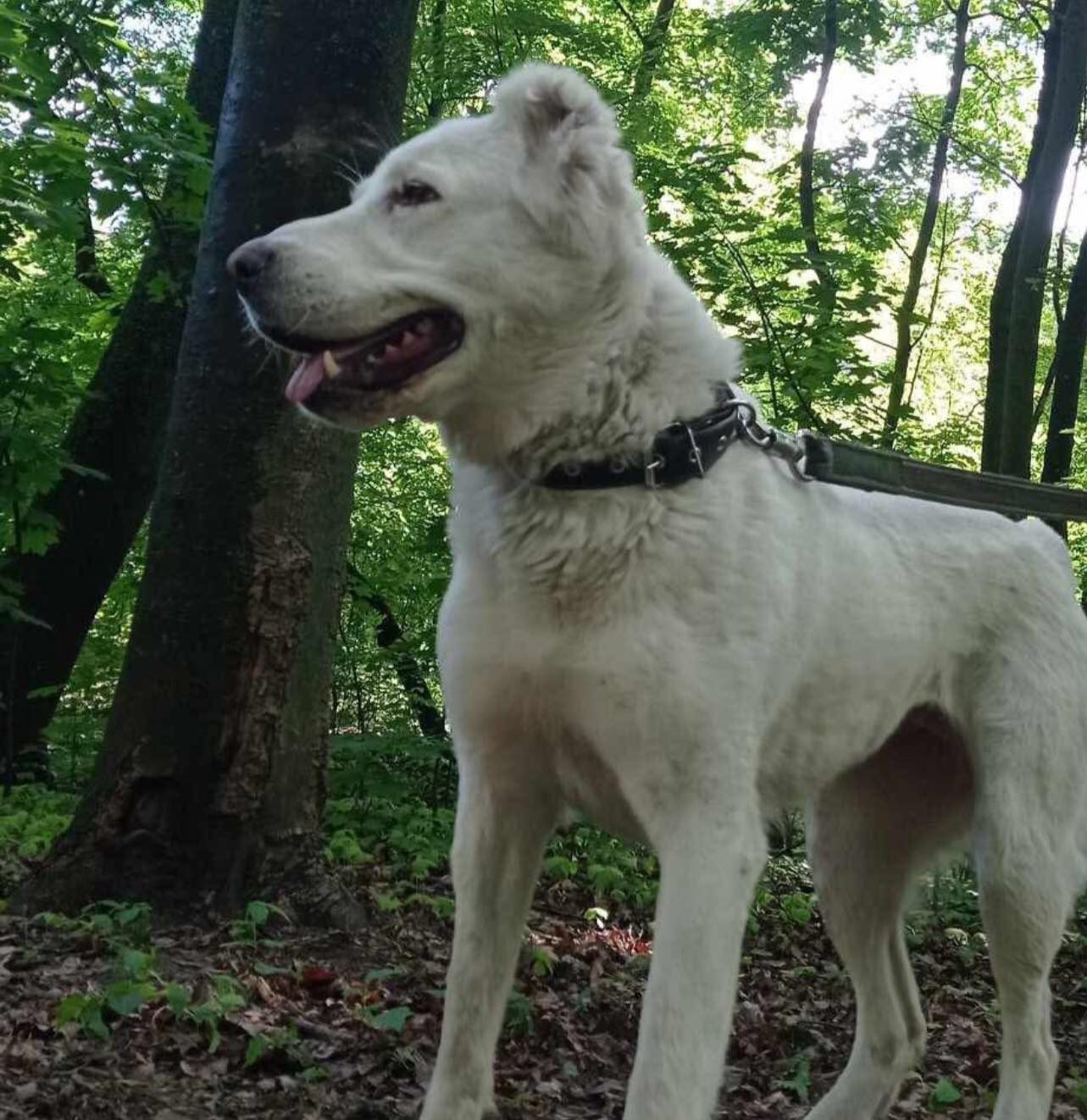 Rescue Dogs from Ukraine: Terra the Alabai Needs a Lifeline