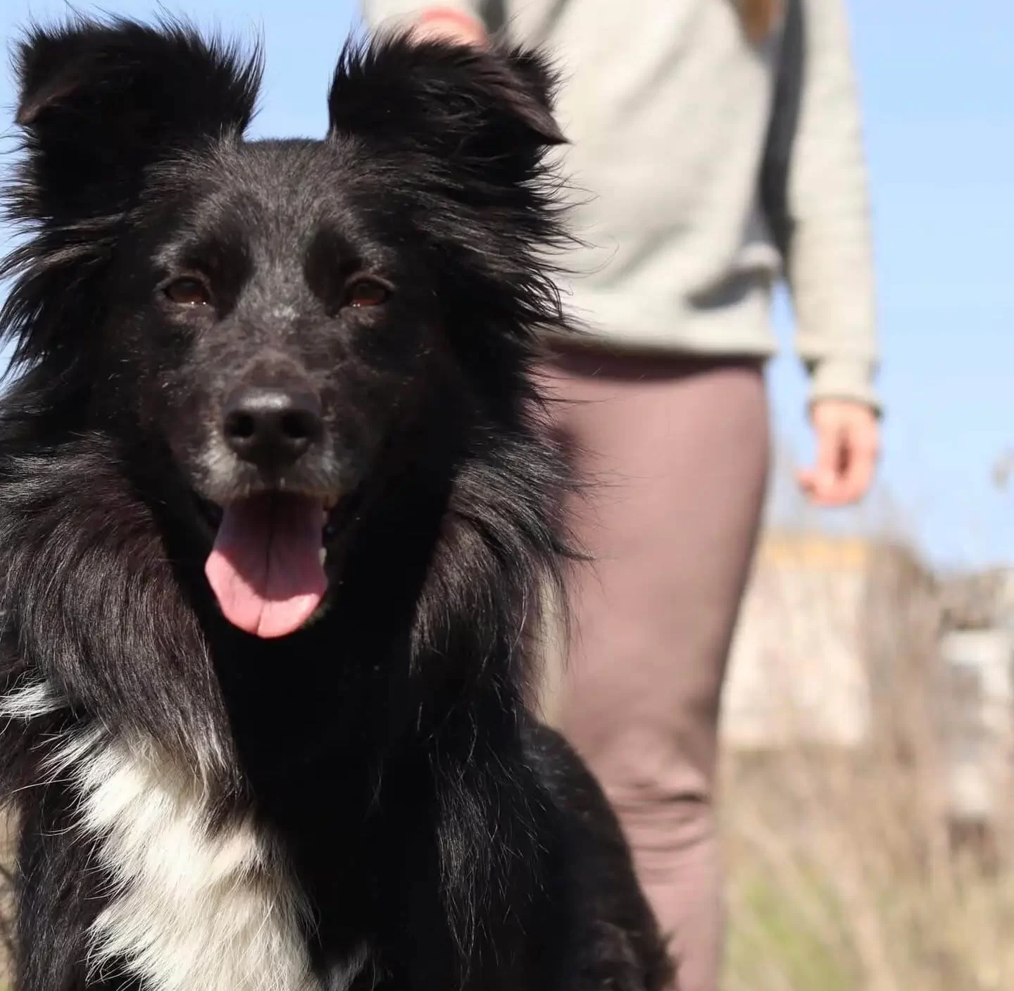 Adopt a Dog from Ukraine: Blanka Needs a Loving Home
