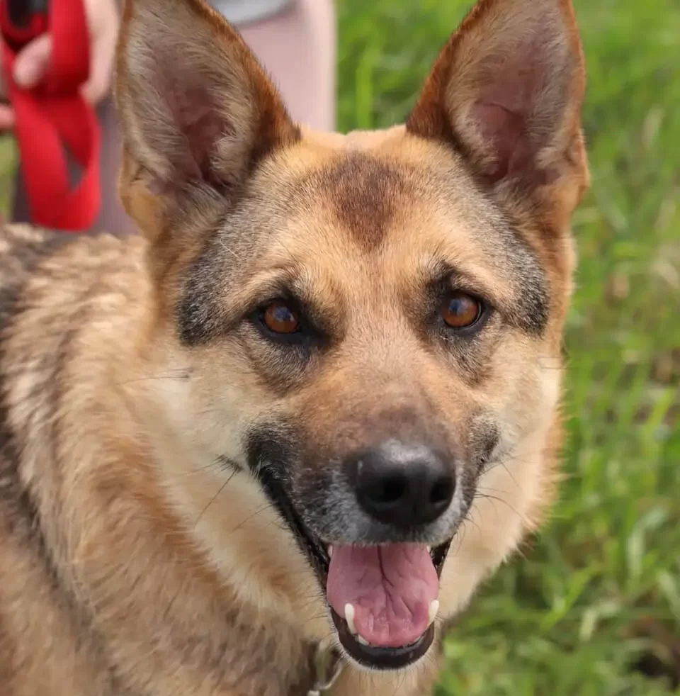 Adopt a Dog from Ukraine: Gerda Needs a Loving Family