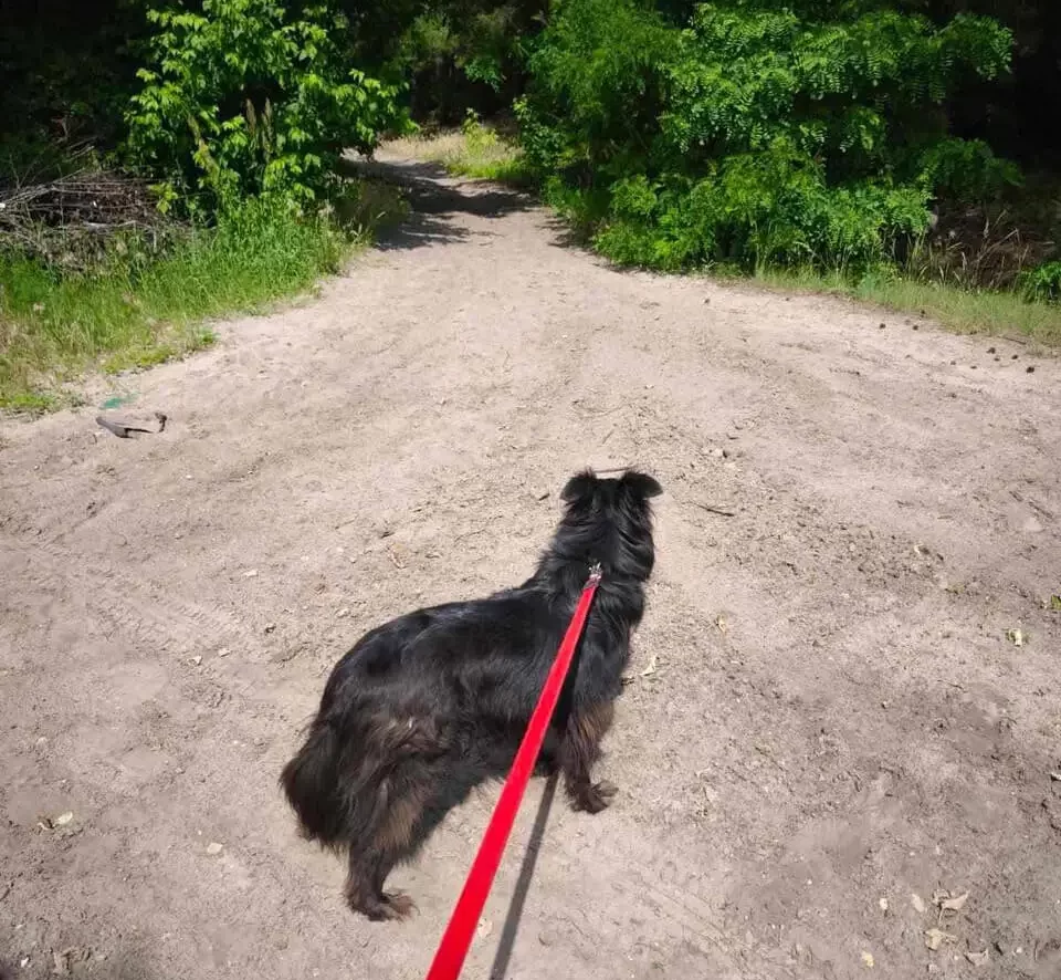Rescue Dogs from Ukraine Enjoy a Day of Joyful Walks