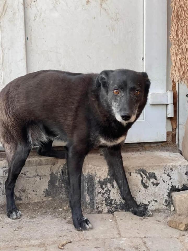 Help Rescue Dogs from Ukraine Like Rozina Find Peace