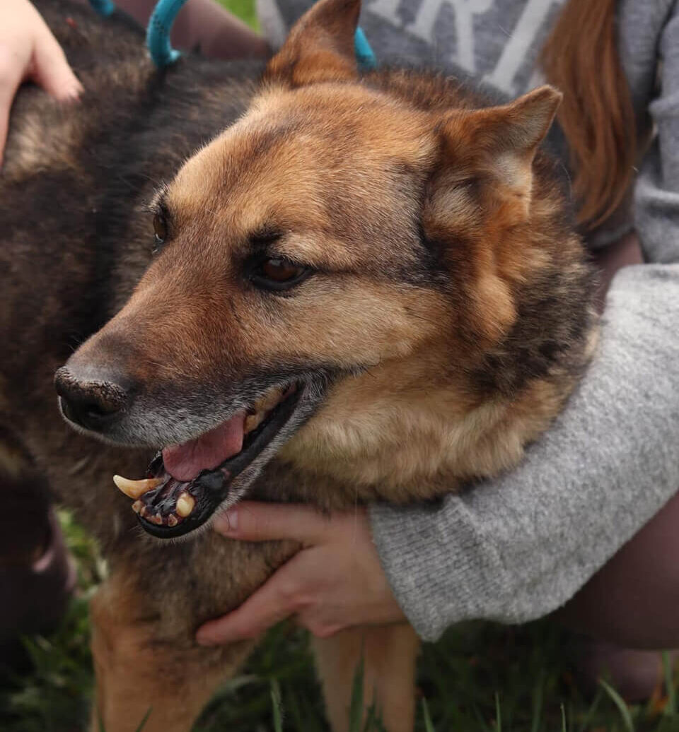 Adopt Dog from Ukraine: Meet Gentle Hero Diego