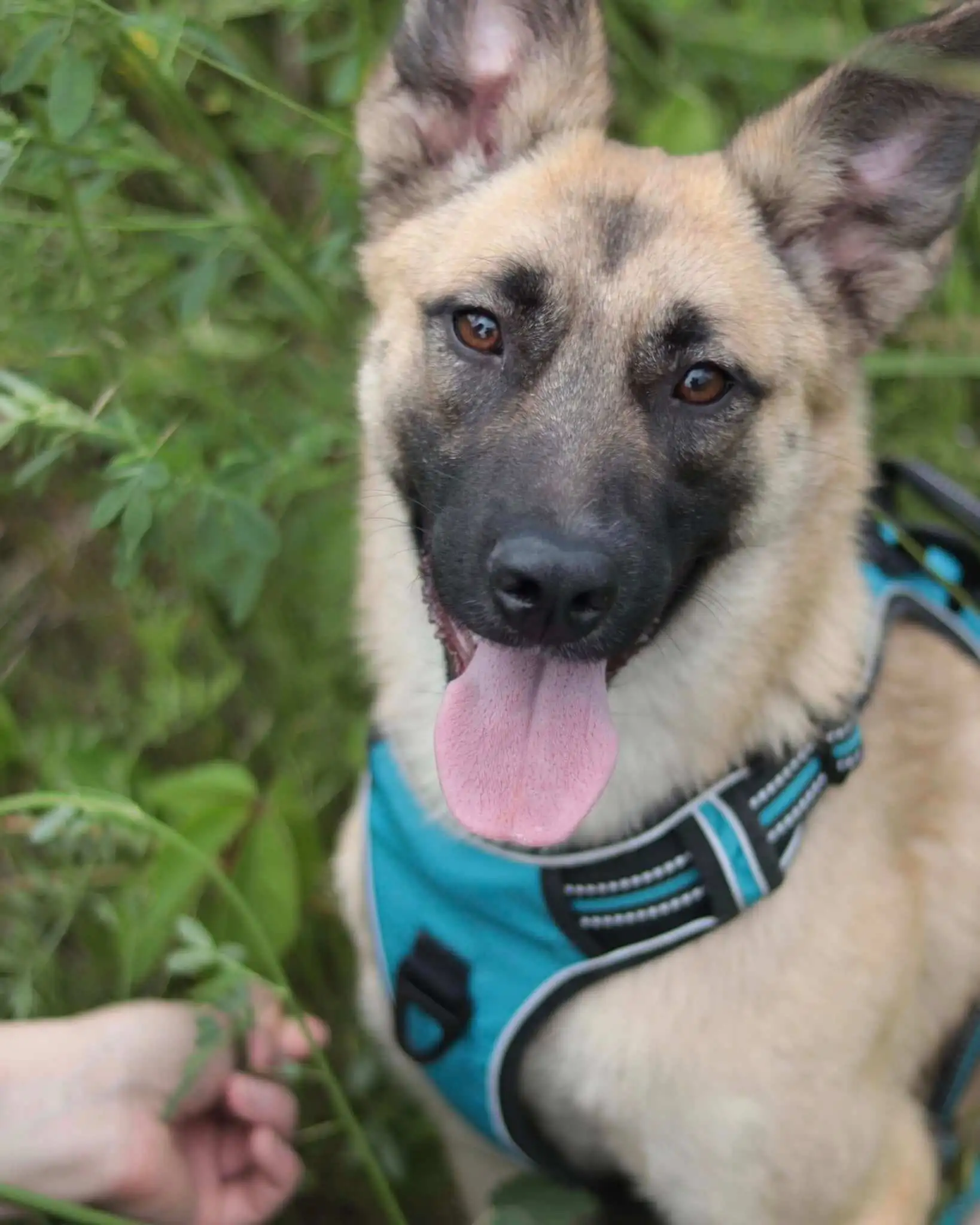 Adopt a Dog from Ukraine: Meet Energetic Ellie!